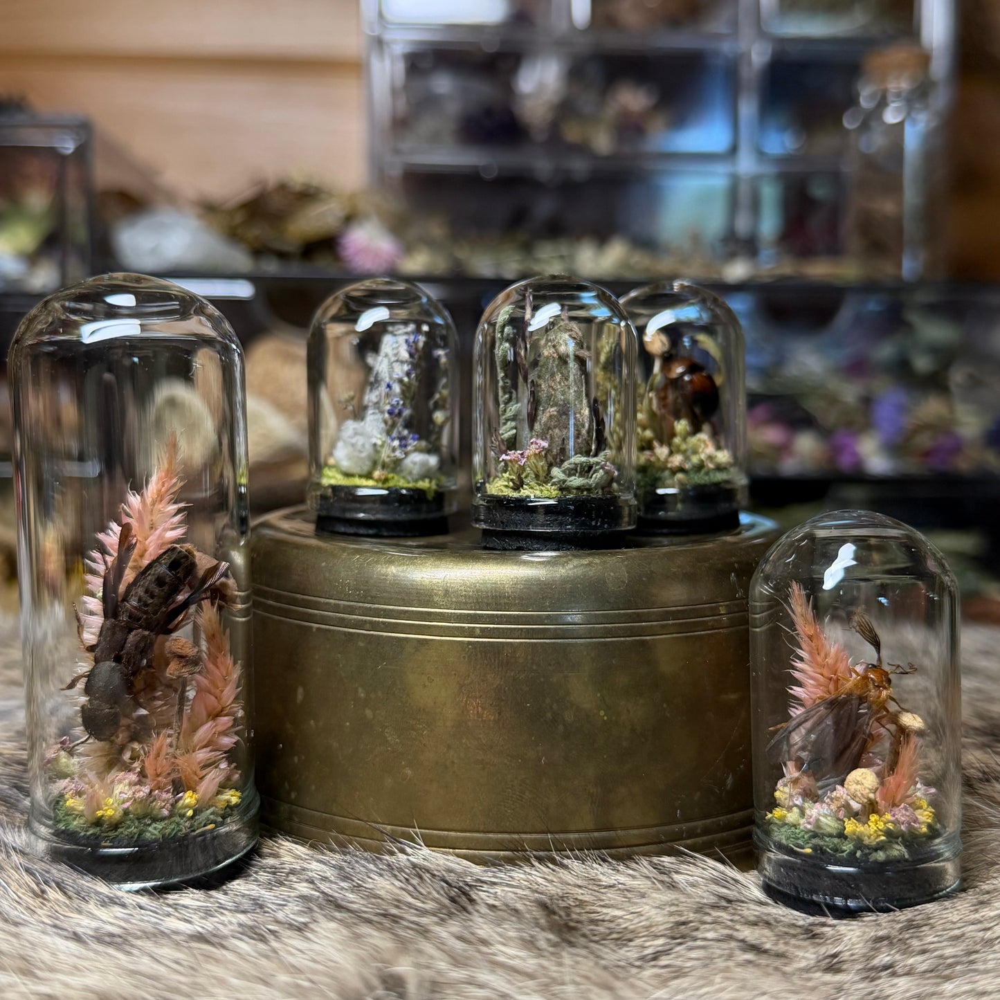 mini insect cloches