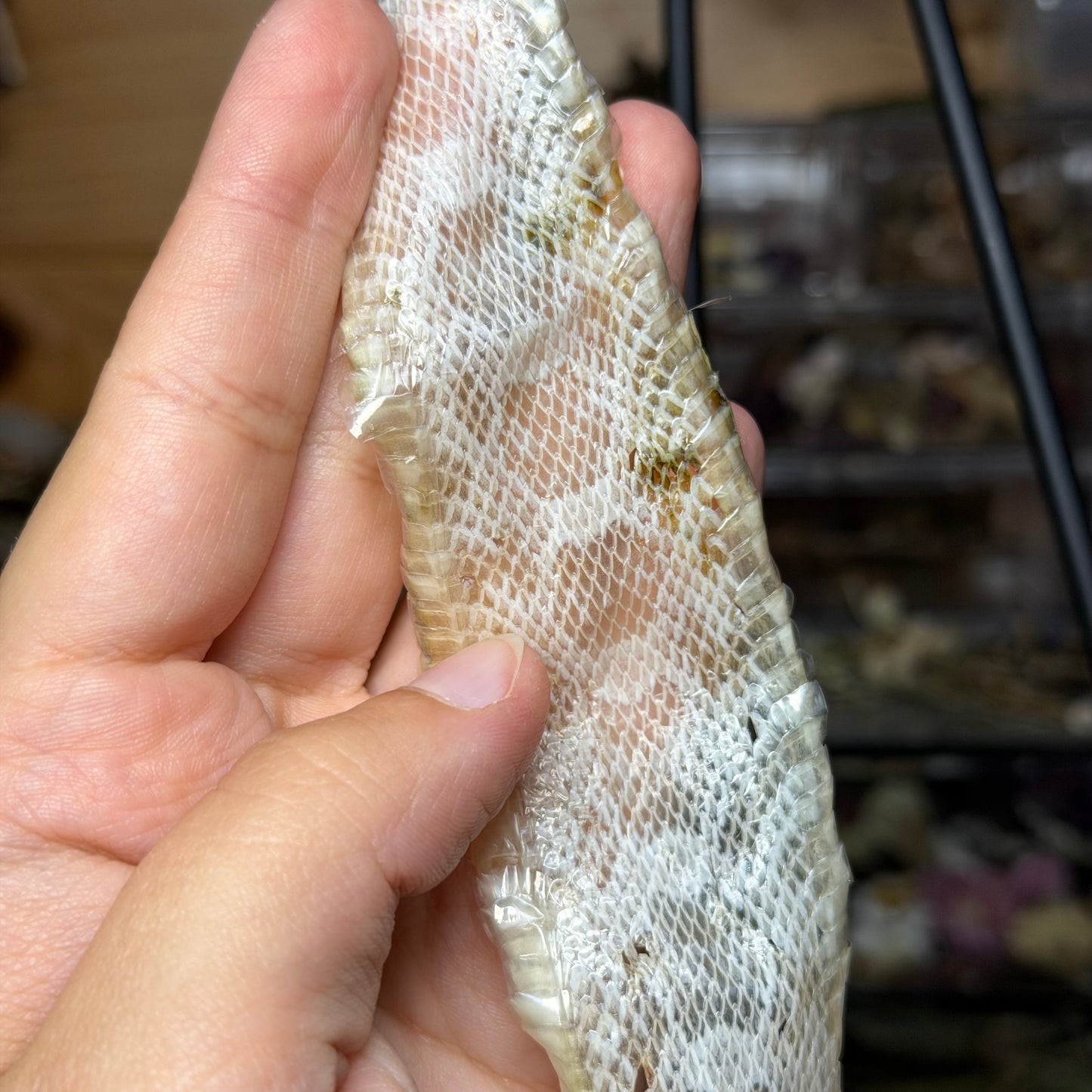 snow corn snake hide