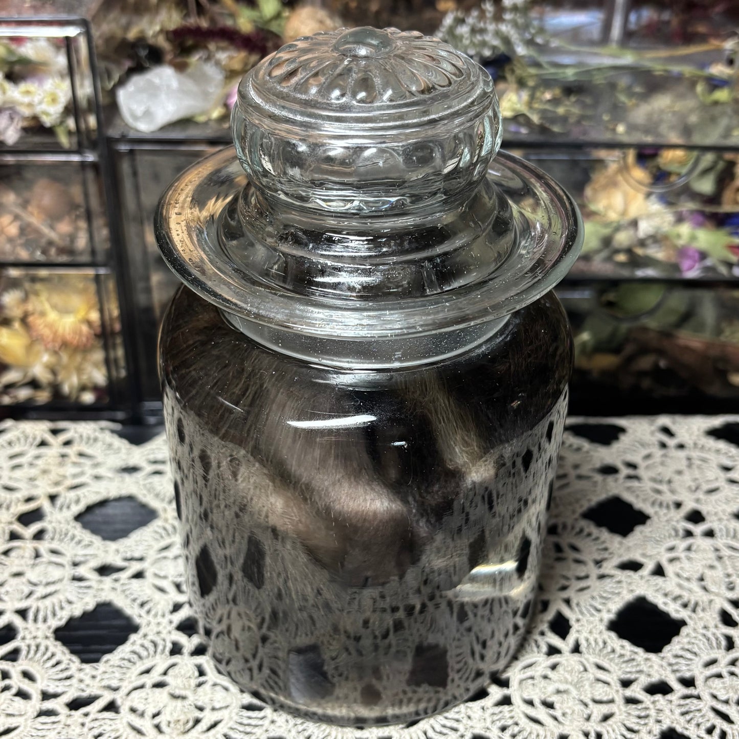 fuzzy baby raccoon wet specimen