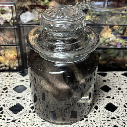 fuzzy baby raccoon wet specimen