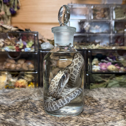 baby prairie rattlesnake wet specimen