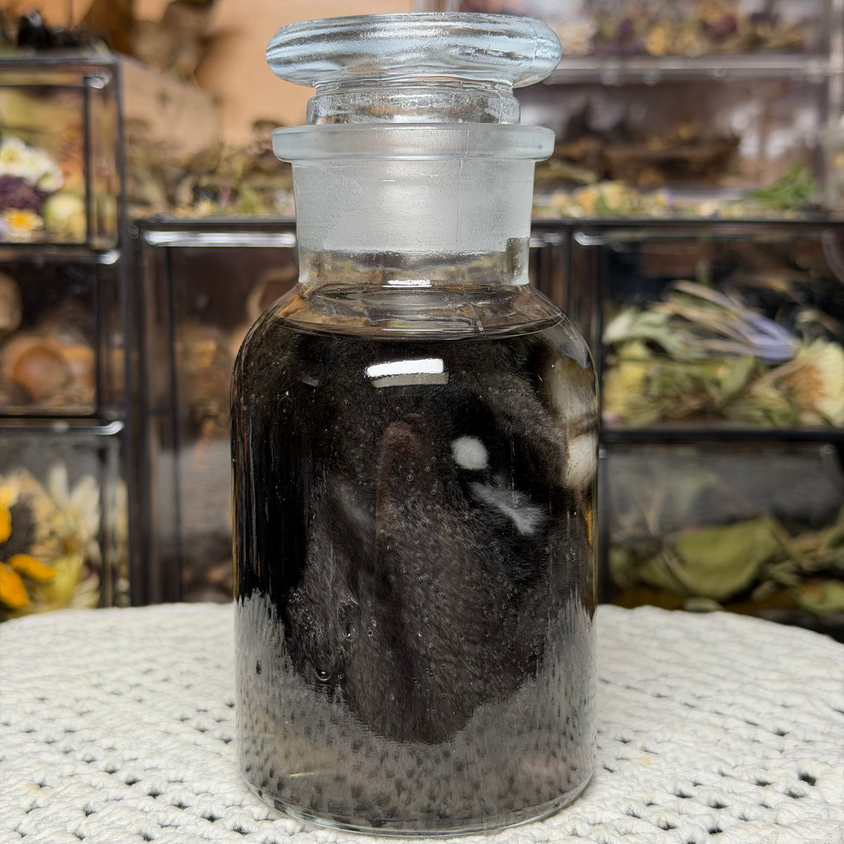 sugar glider wet specimen