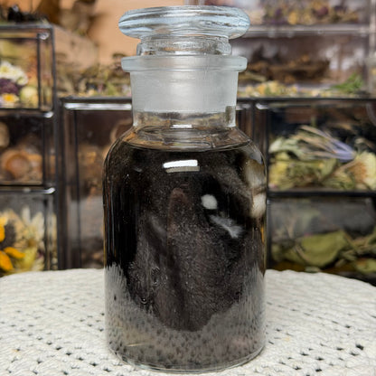 sugar glider wet specimen
