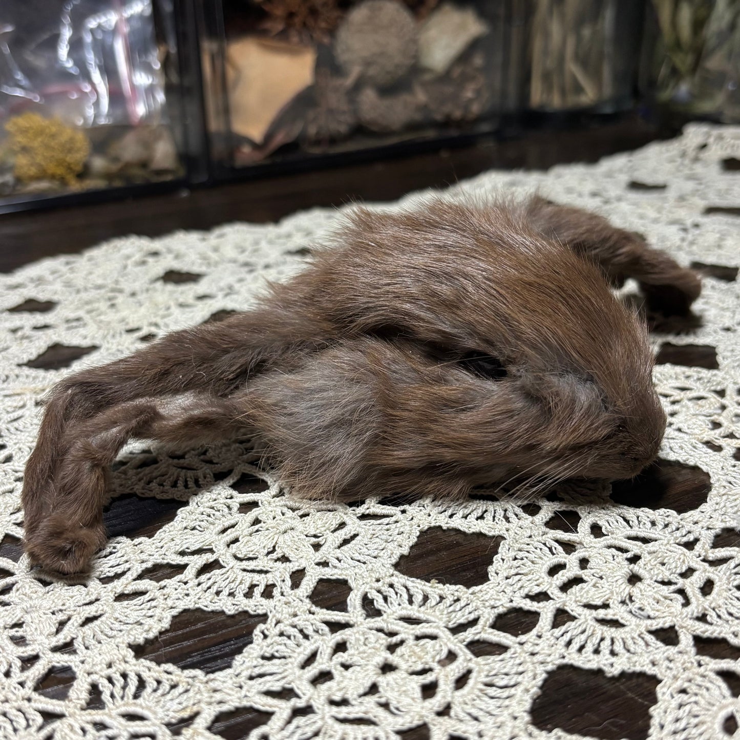 mummified domestic rabbit heads