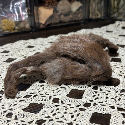 mummified domestic rabbit heads