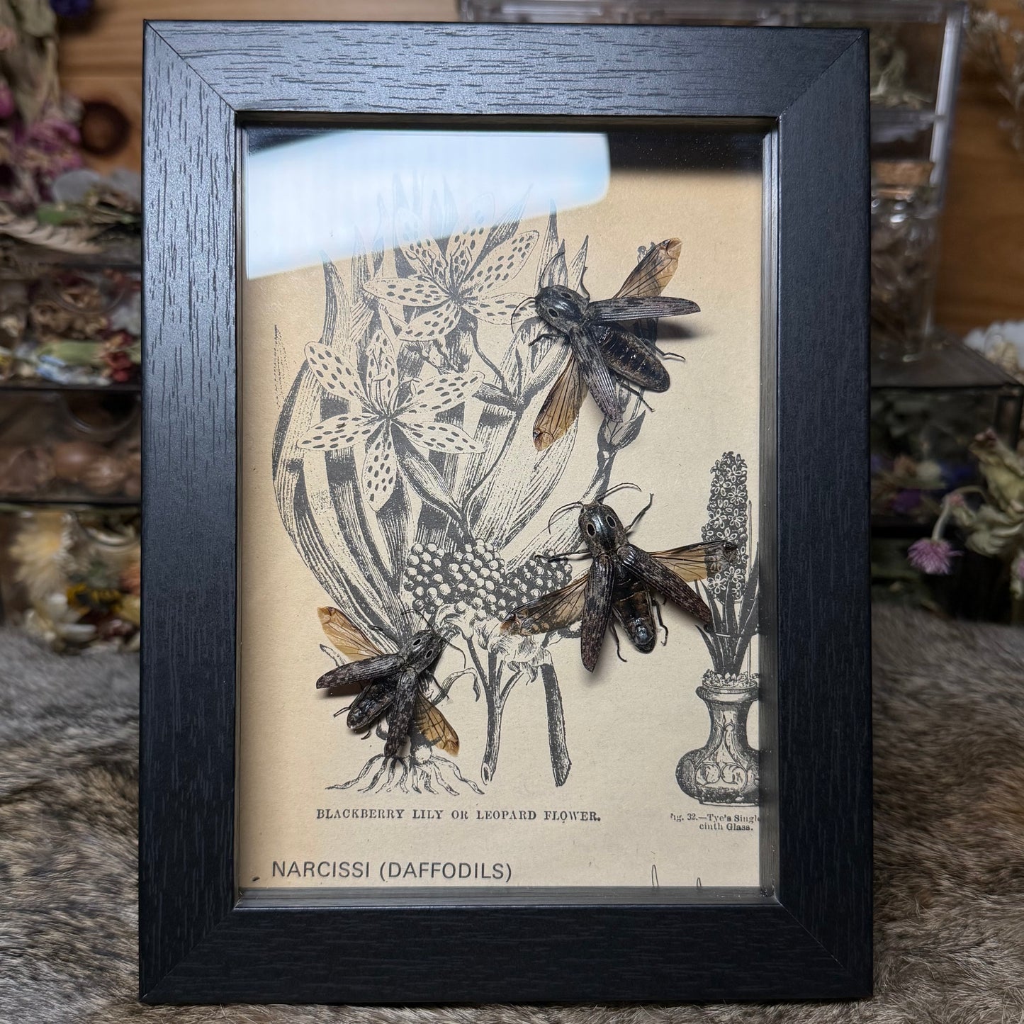 5x7 1930s gardener’s catalogue insect frames