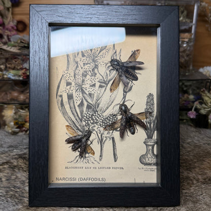 5x7 1930s gardener’s catalogue insect frames