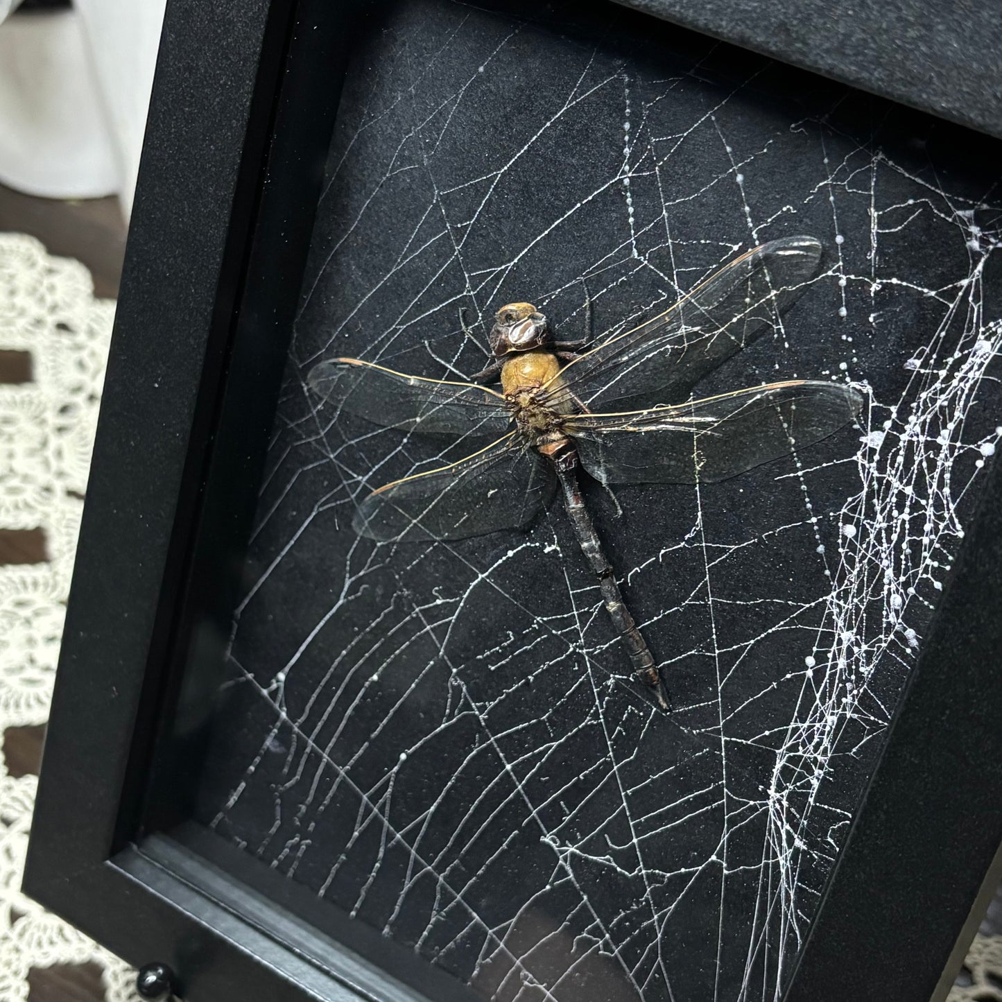 dragonfly & preserved web frame