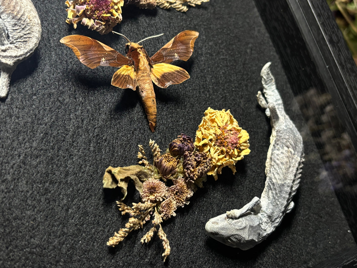 fat tail gecko pair & moth shrine frame