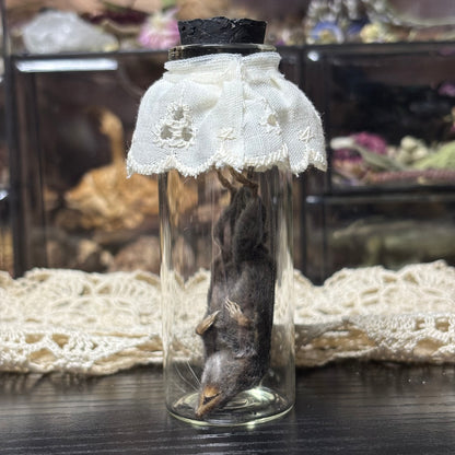 jarred mummified specimens