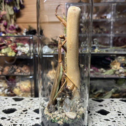 adult chinese praying mantis dome shrine