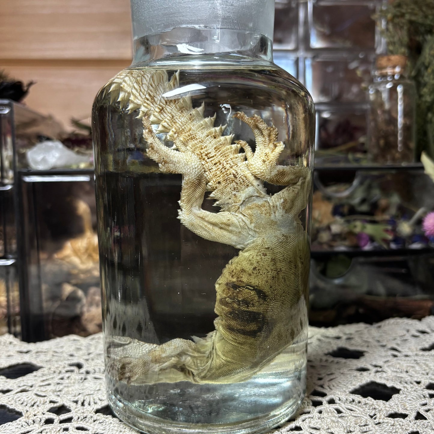 yellow uromastyx wet specimen