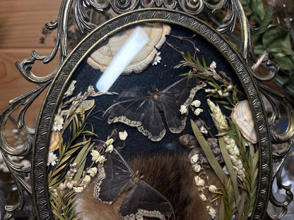 tanned muskrat face & promethea moths ornate frame