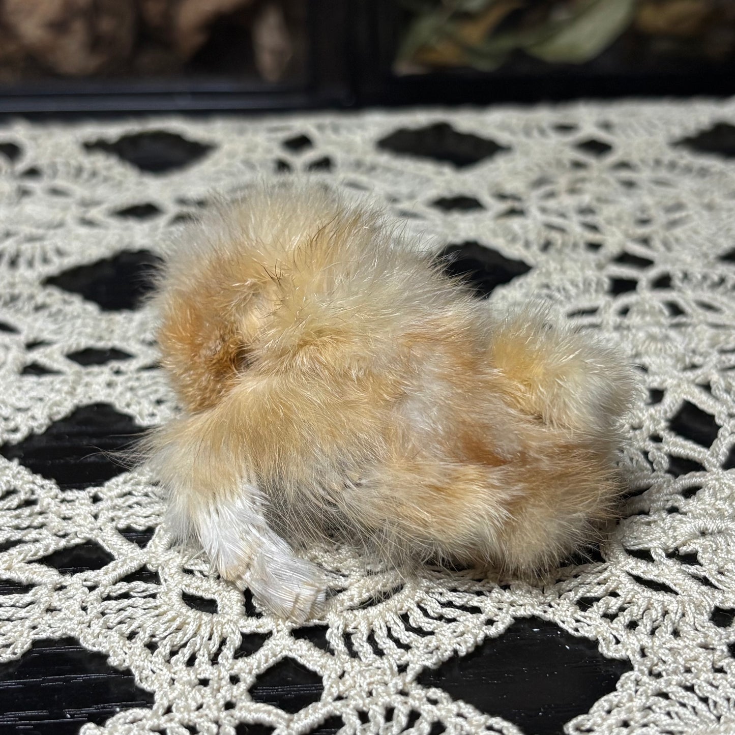 mummified silkie chick