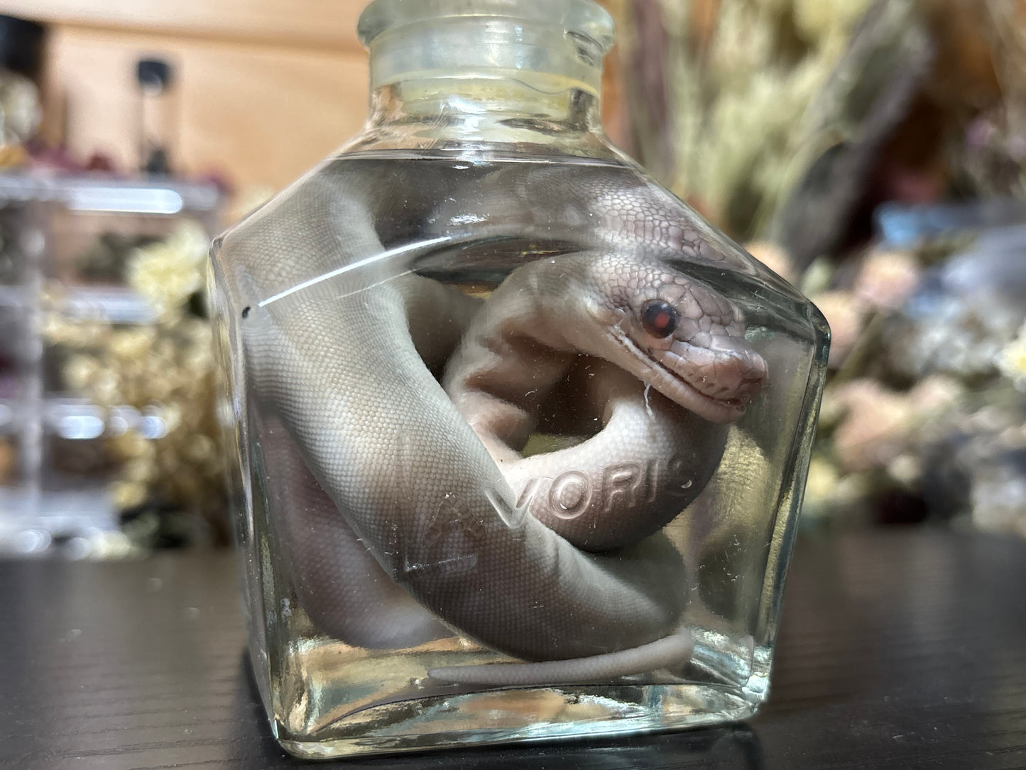 stillborn patternless reticulated python wet specimen