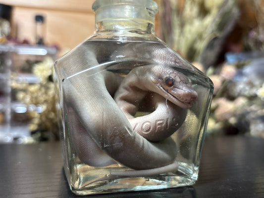 stillborn patternless reticulated python wet specimen