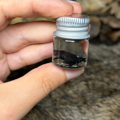 poison dart frog wet specimens