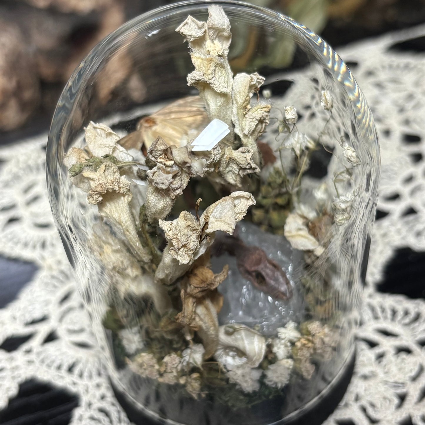 baby crested gecko dome shrine