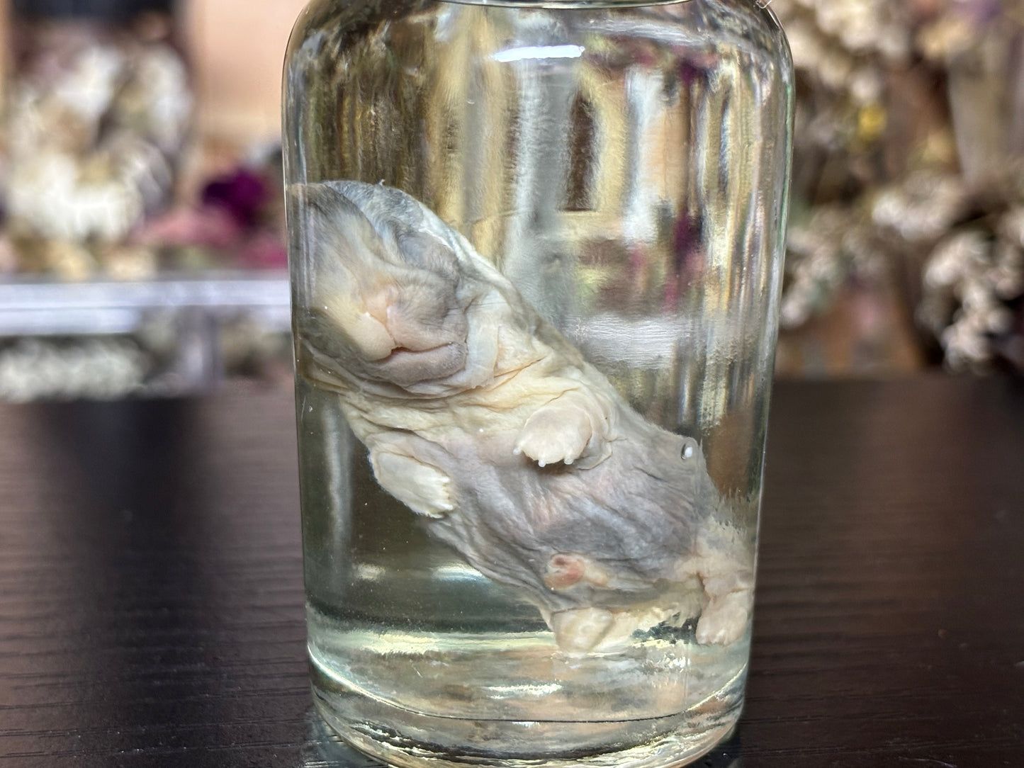 deformed newborn rabbit (spice jar) wet specimens