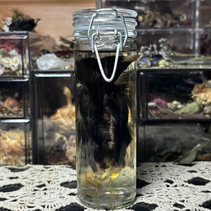 domestic chick wet specimen