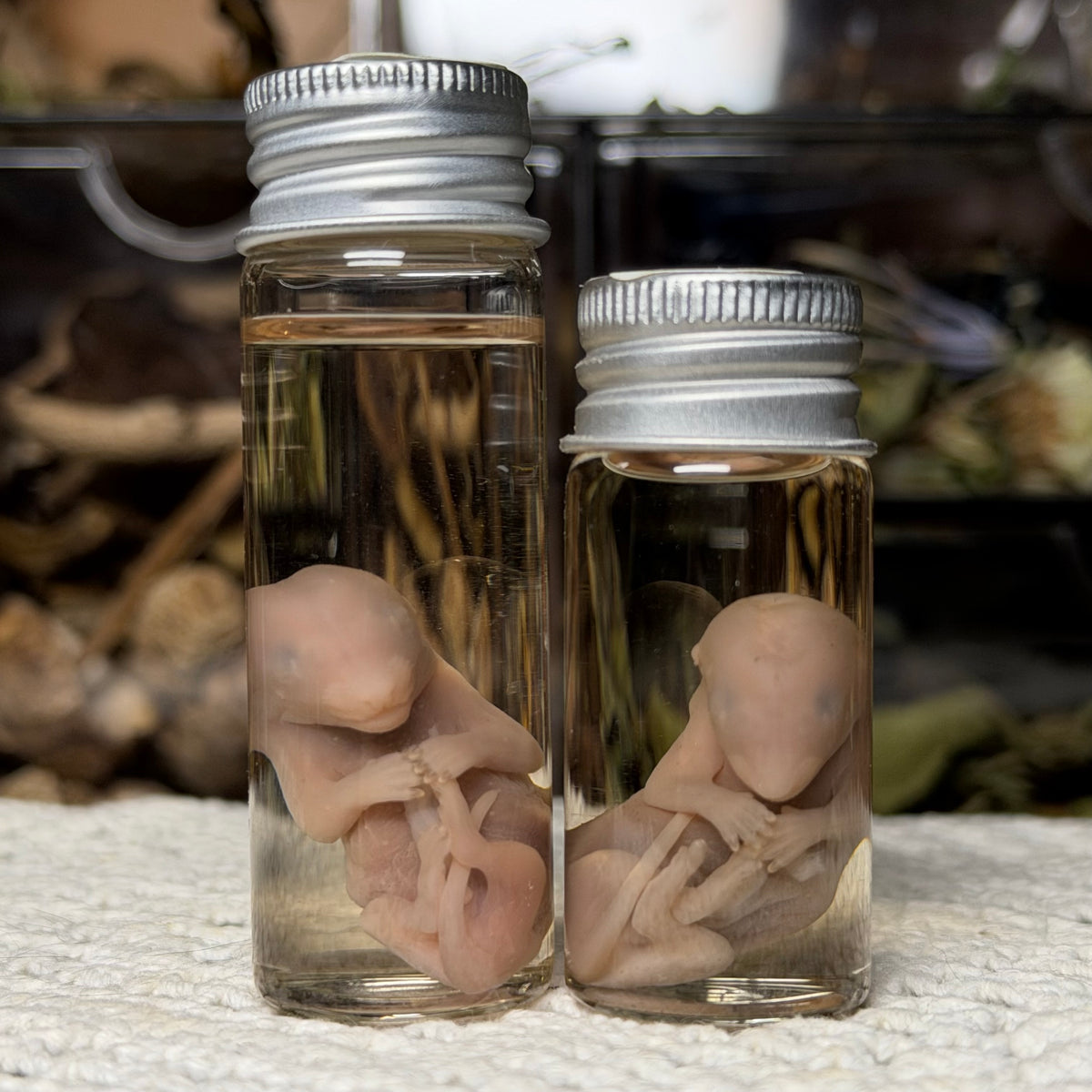 gray squirrel embryo wet specimen