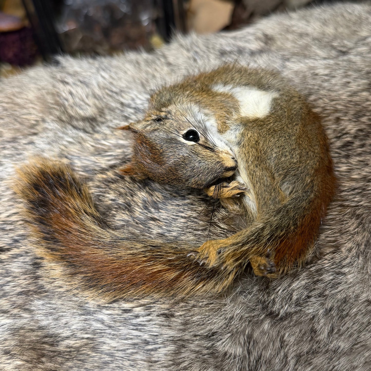 mummified pine squirrel