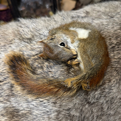 mummified pine squirrel