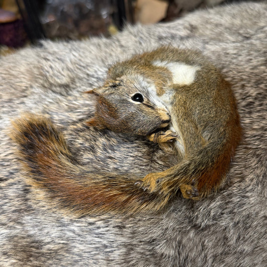 mummified pine squirrel