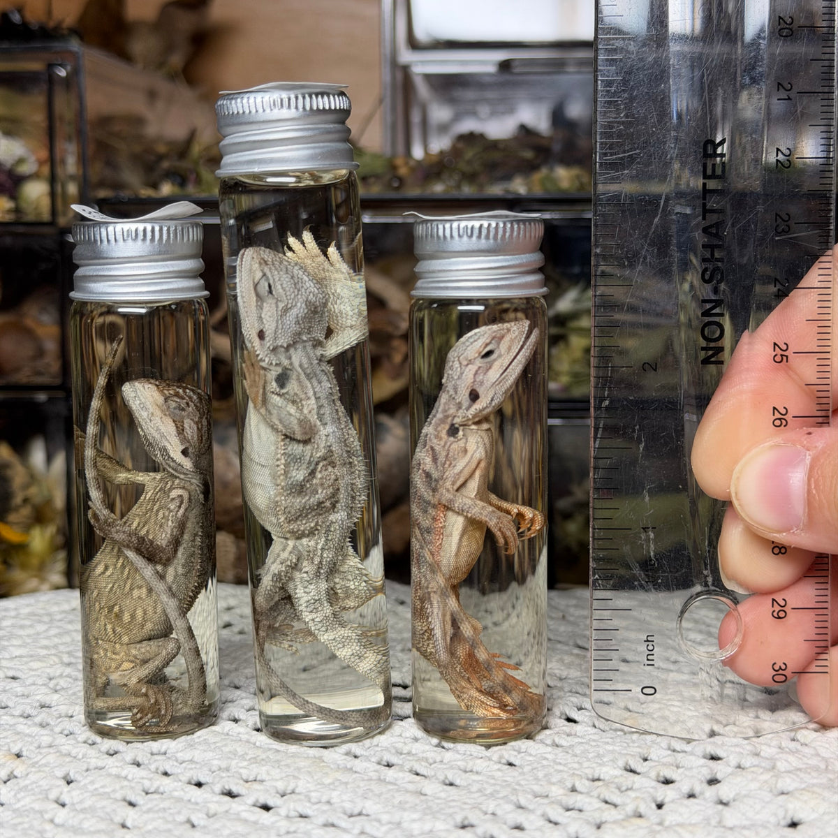 baby bearded dragon wet specimens