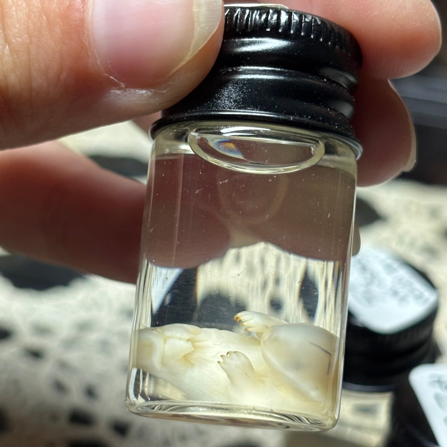 “lima bean” opossum joey wet specimen