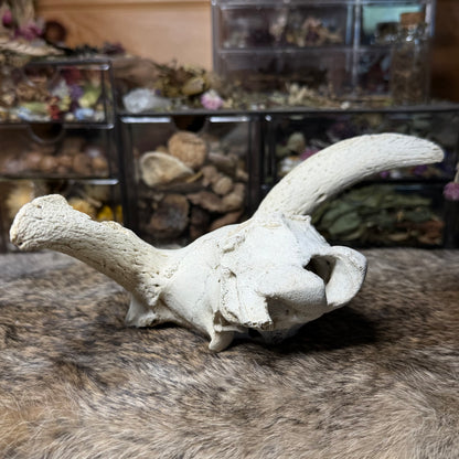 nature cleaned goat skull top