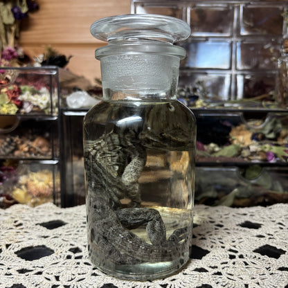 baby rhino iguana wet specimen
