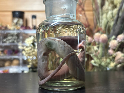 embryonic stillborn reticulated python wet specimen