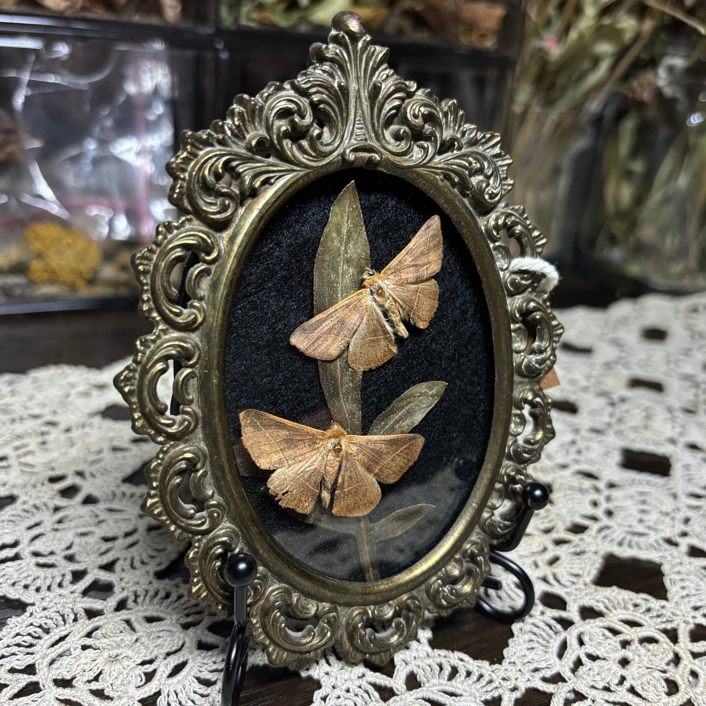 pair of little tan moths vintage frame