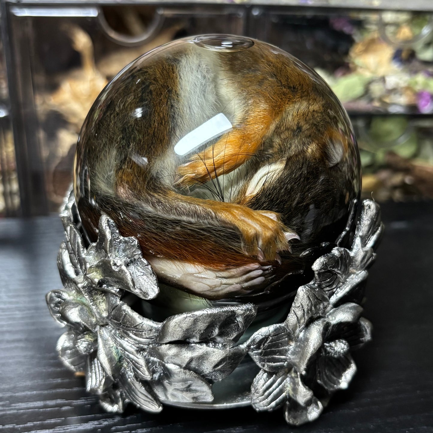 baby pine squirrel globe wet specimen