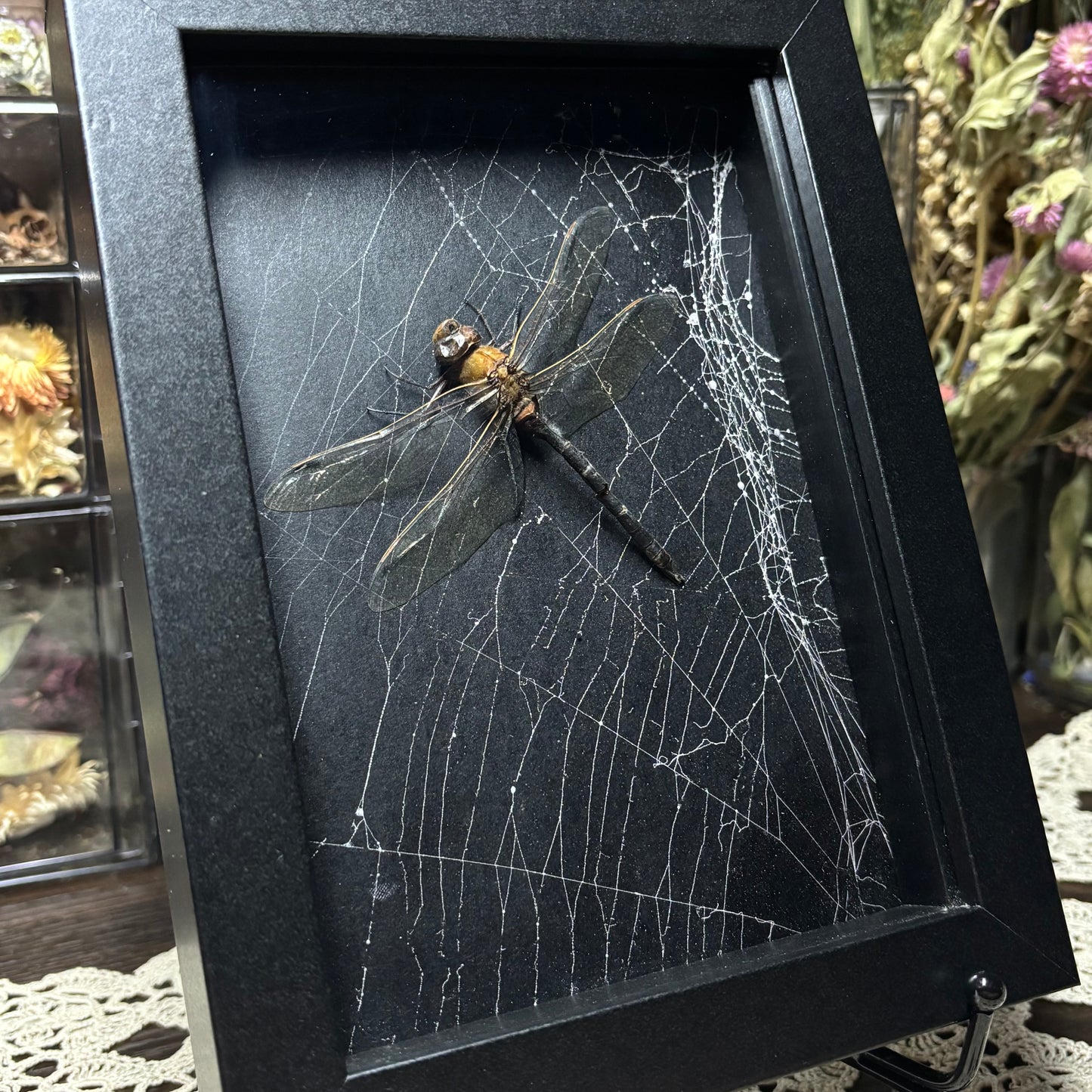 dragonfly & preserved web frame