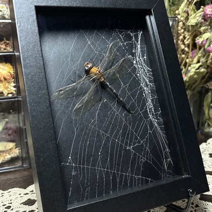 dragonfly & preserved web frame