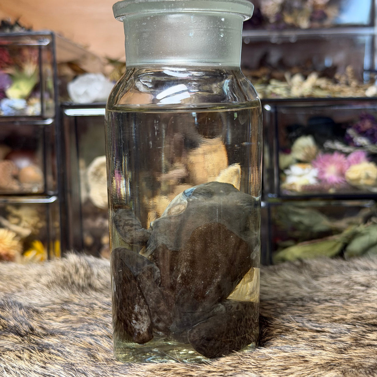 small bullfrog wet specimen