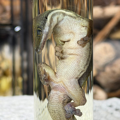 little day gecko wet specimen