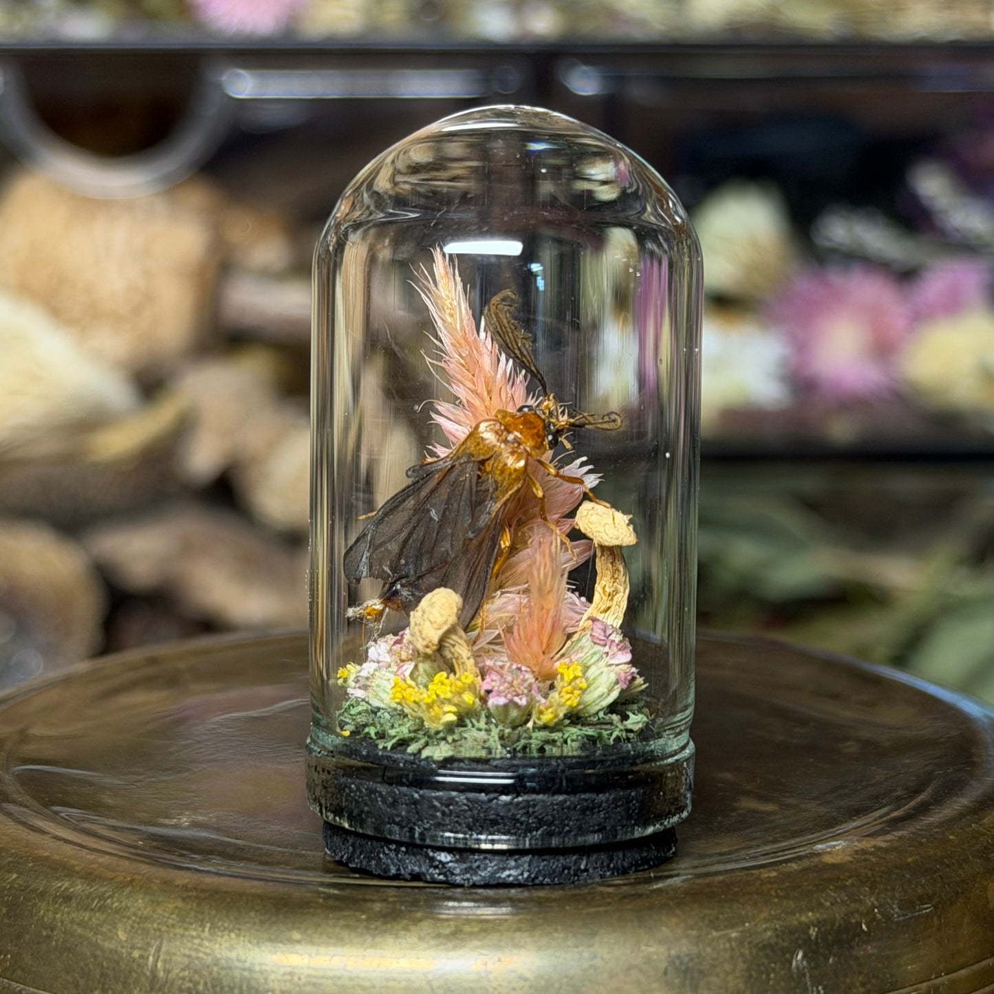 mini insect cloches