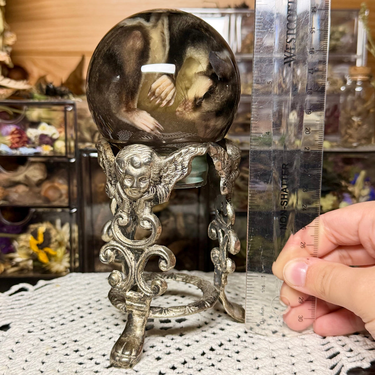 sugar glider globe wet specimen