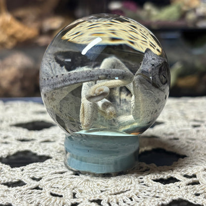 baby chameleon globe wet specimen