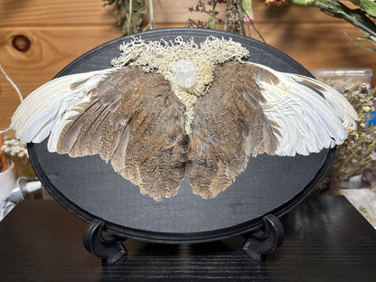 mummified farmed quail wings wooden plaque