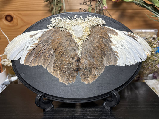 mummified farmed quail wings wooden plaque