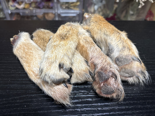 coyote feet