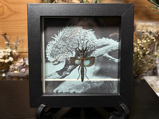 blue stick insect frame