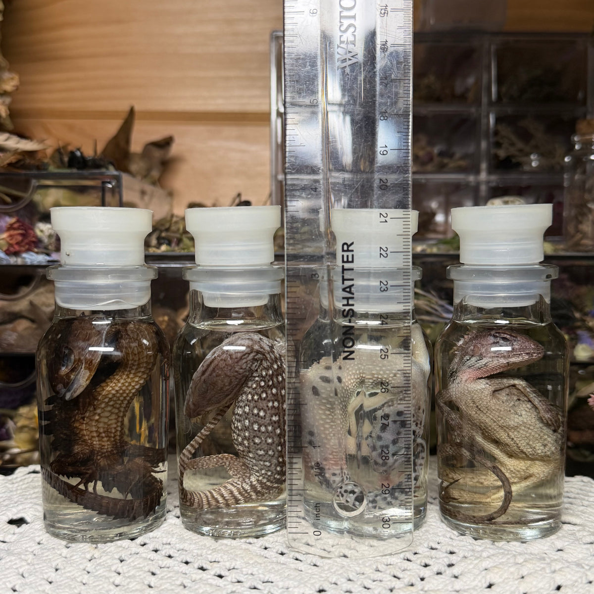 lizard spice jar wet specimens