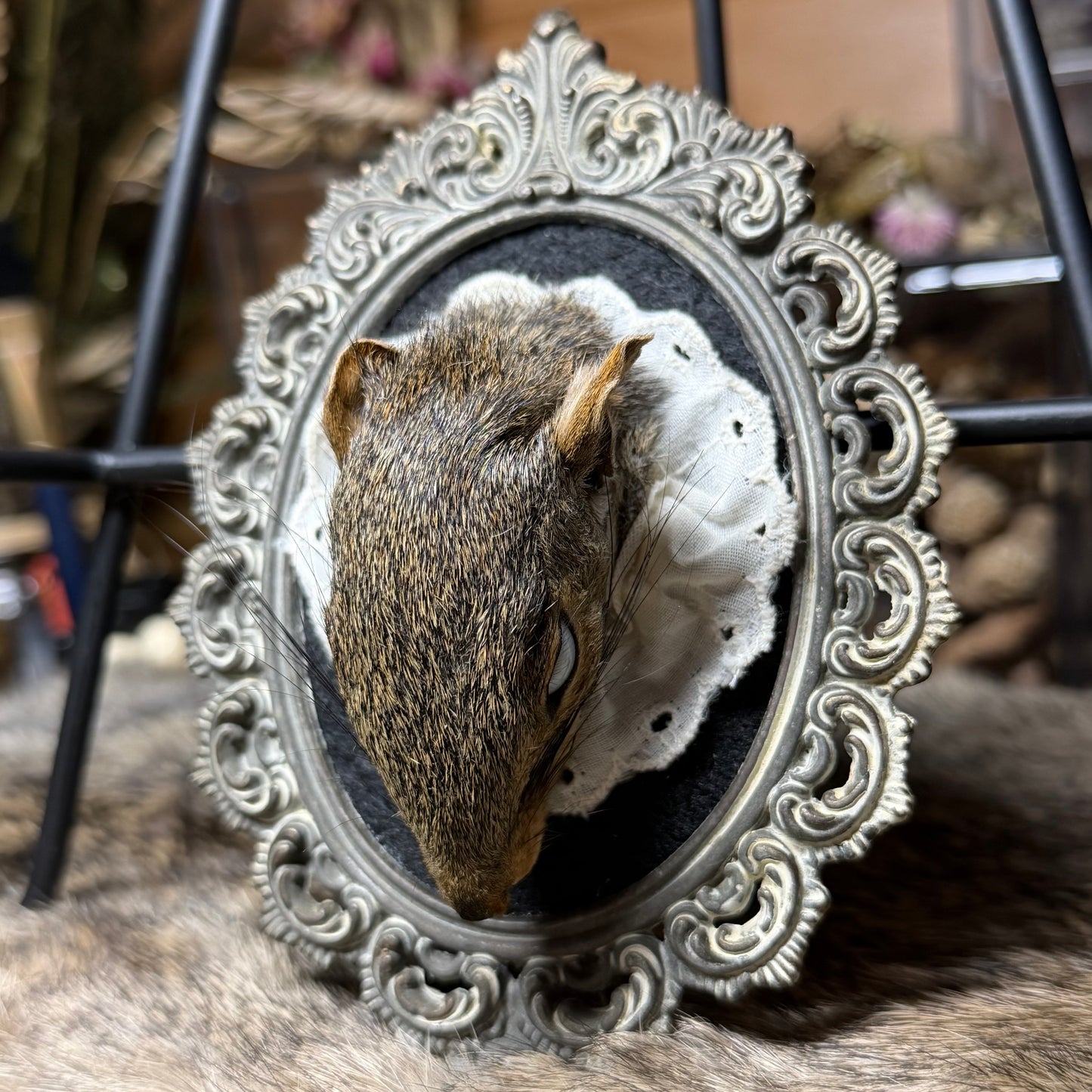mummified squirrel head vintage plaque