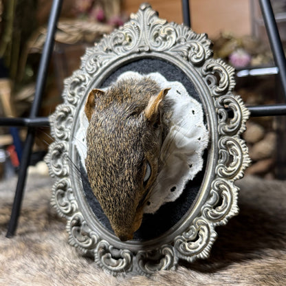 mummified squirrel head vintage plaque
