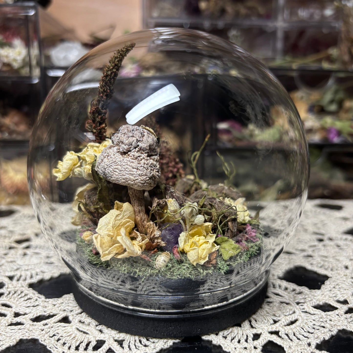 baboon tarantula globe shrine